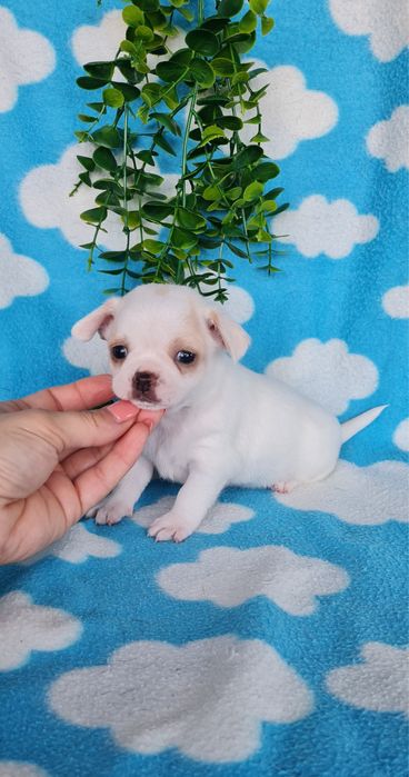 Excelente mini chihuahua/chiuaua Qualidade, Linhagem Russa