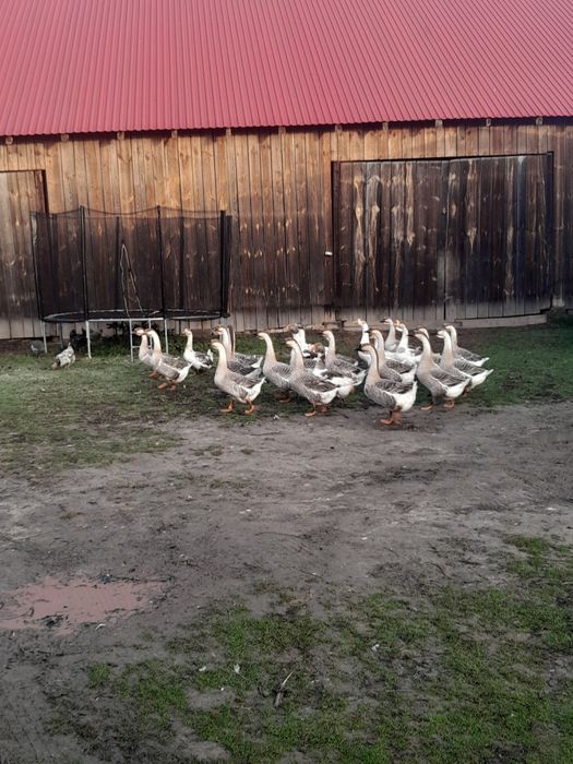 Sprzedam gęsi tegoroczne