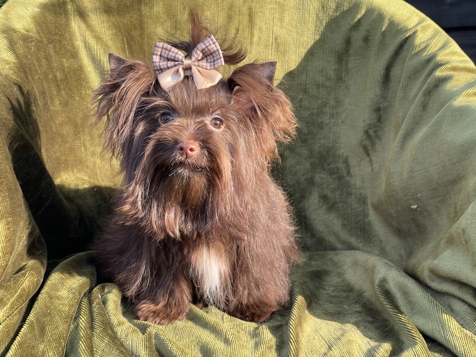 Йоркширский терьер дівчинка міні