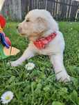 Piesek Golden Retriever z rodowodem