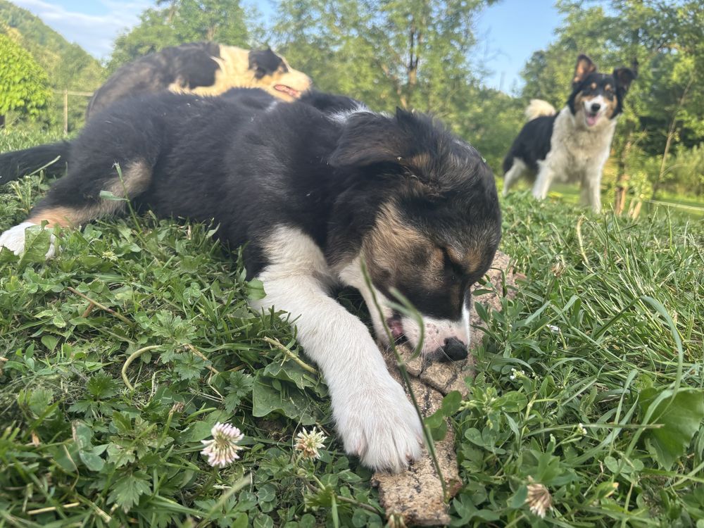Sprzedam szczeniaka Border Collie