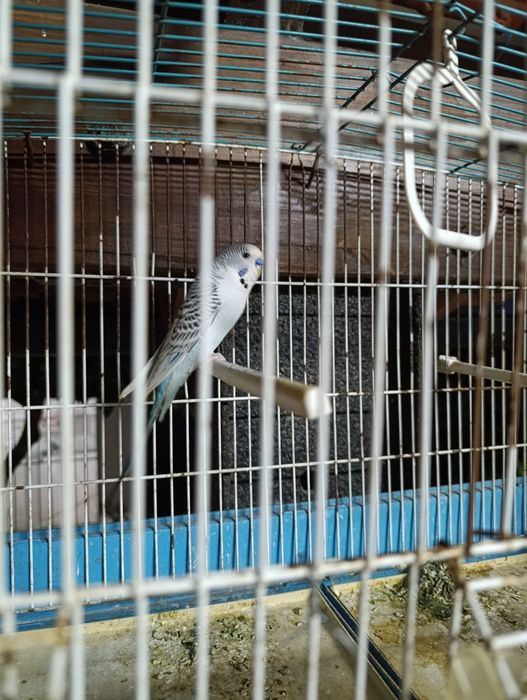 Casal de piriquitos