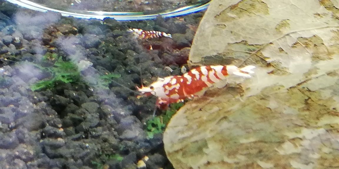Krewetki Fancy Tiger Red
