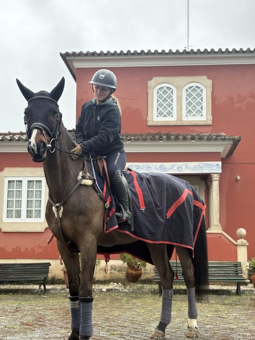 Cavalo KWPN/Falco