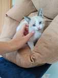 Dou gatinho macho