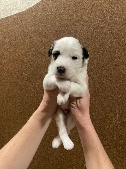 Собачки в добрі руки!