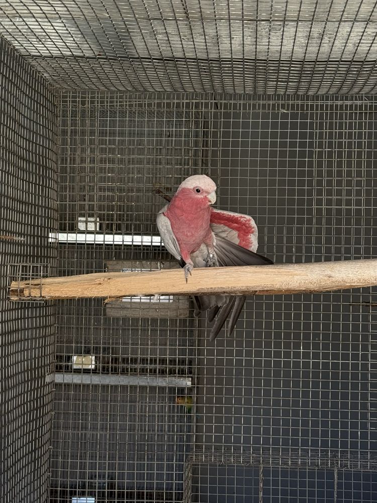 Cacatua galah 2021