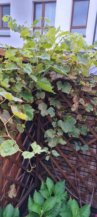 Otdam winorośl zielonej winogrony