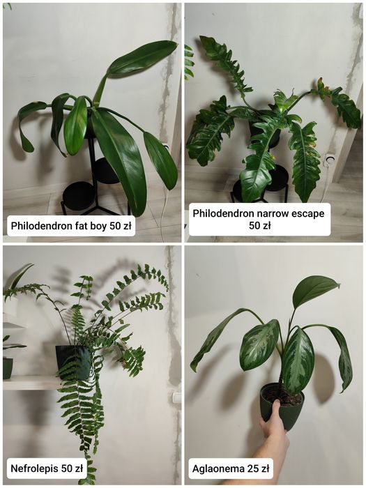 Rośliny doniczkowe, sadzonki roślin, mix gatunków