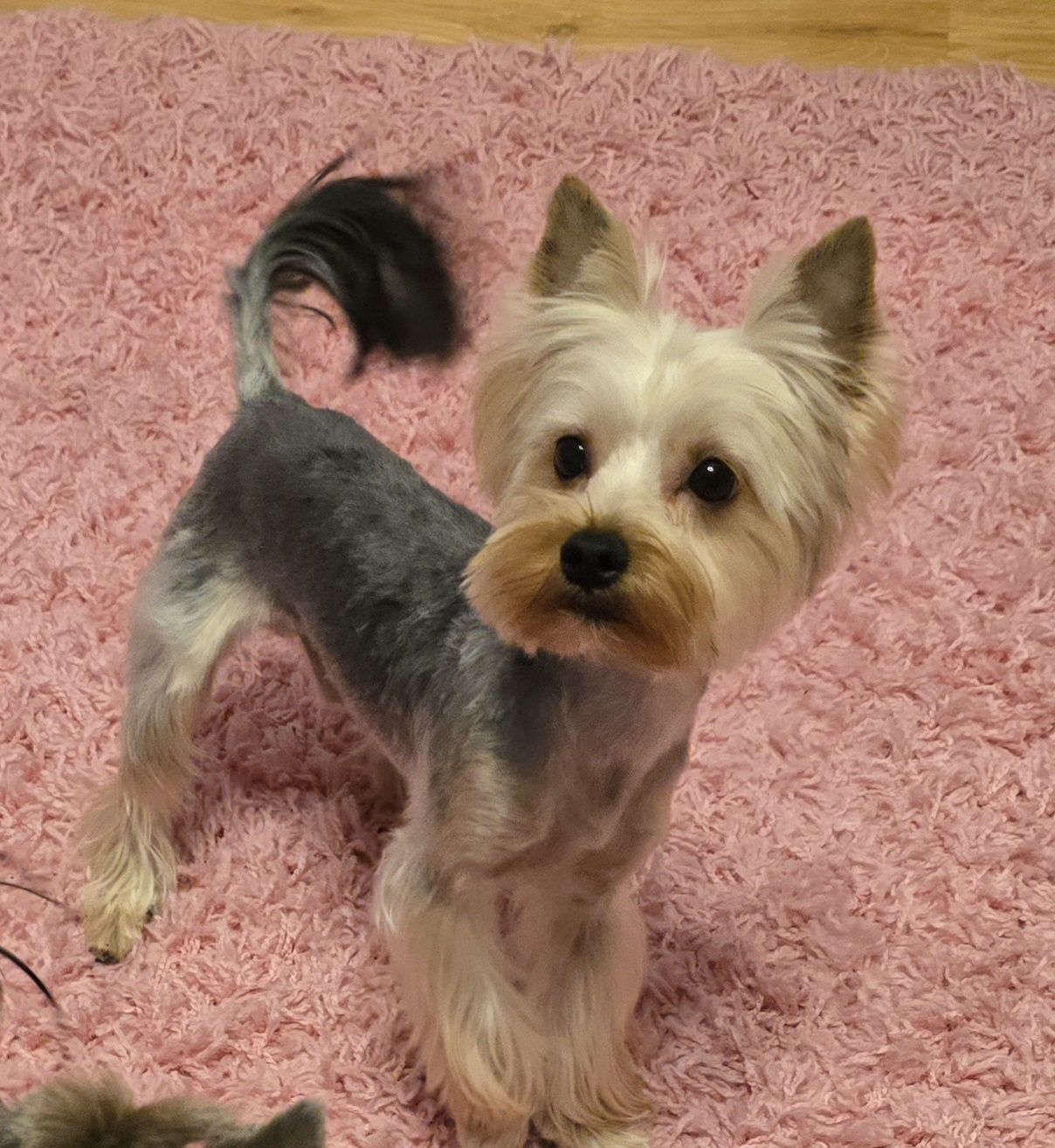 Yorkshire terrier suczka