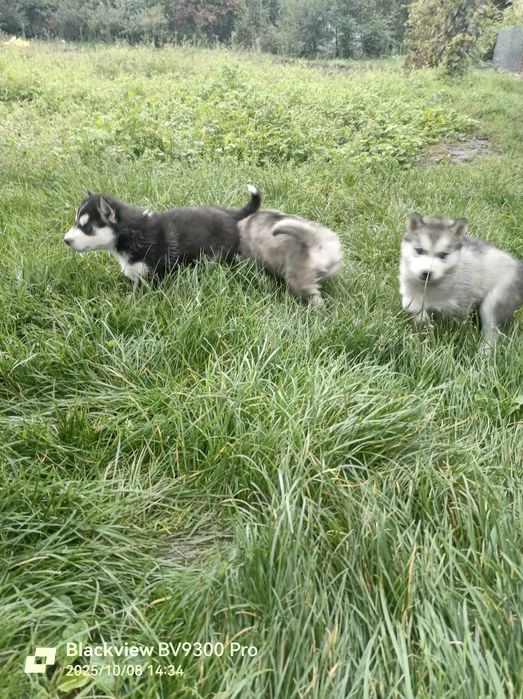 Цуценята хаскі  дівчатка