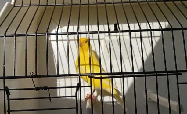 Canários liliana amarelos