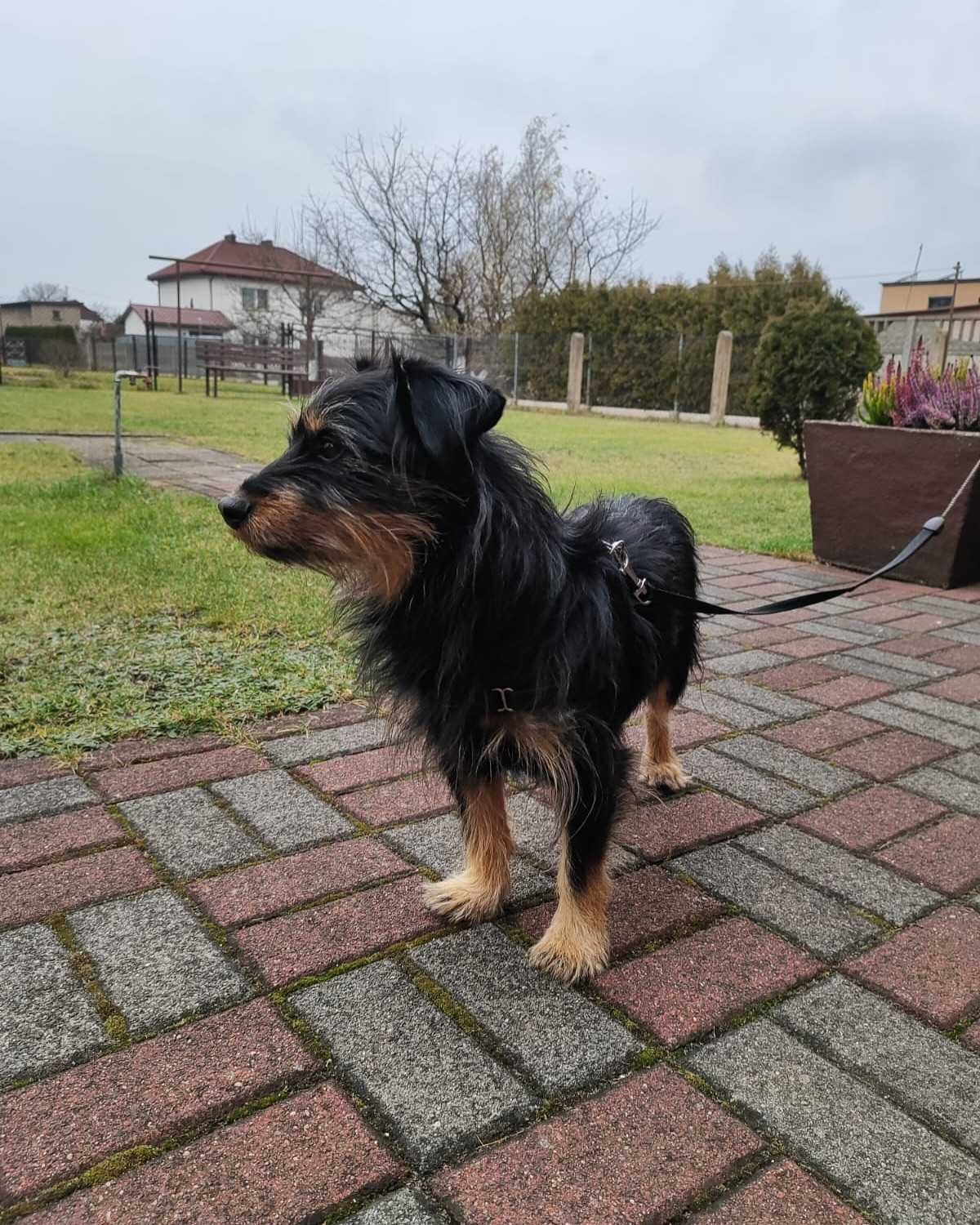 Urwis szuka domku 3 letni,