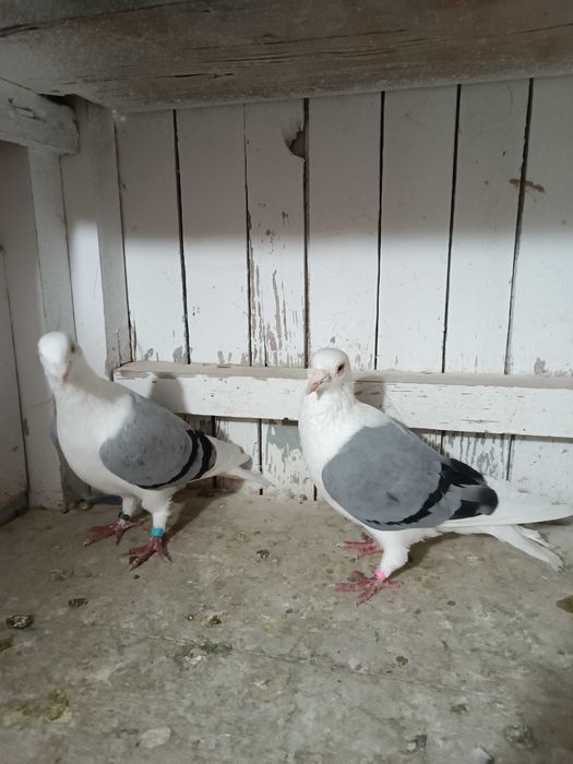 Sprzedam śląskie tarczowe