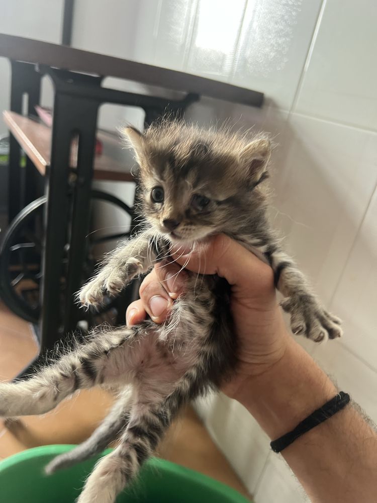 Gatos para adoçao