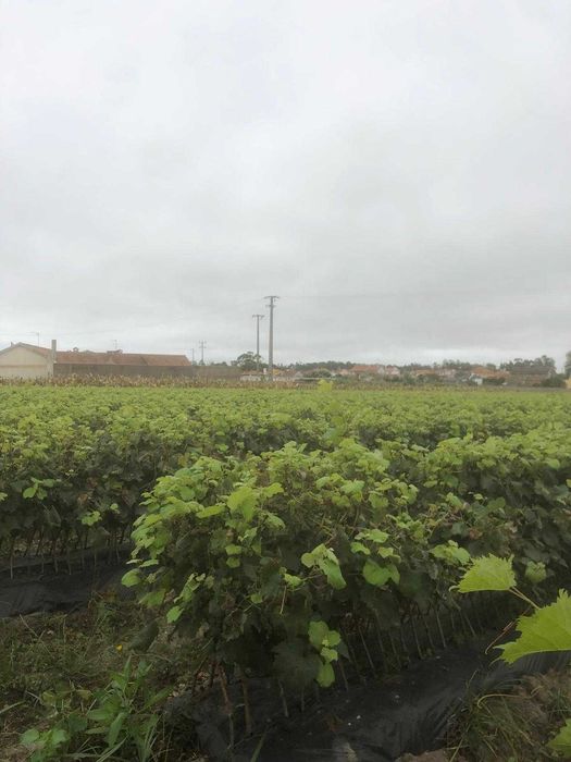 Videiras enxertados/Bacelos bravos