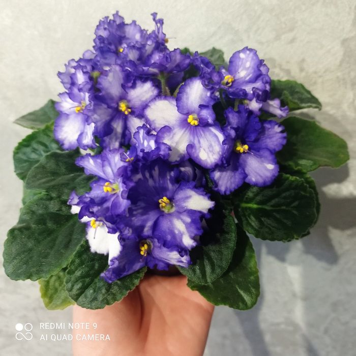 Фіалки квітучі дорослі