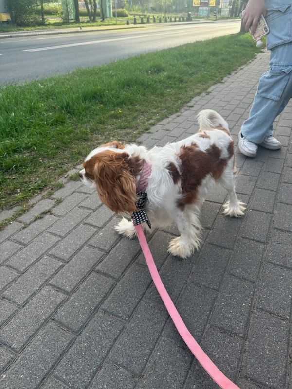 Cavalier king charles spaniel