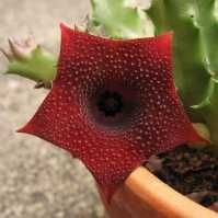 комнатные цветы - суккулент  гуэрния  (Huernia Macrocarpa)