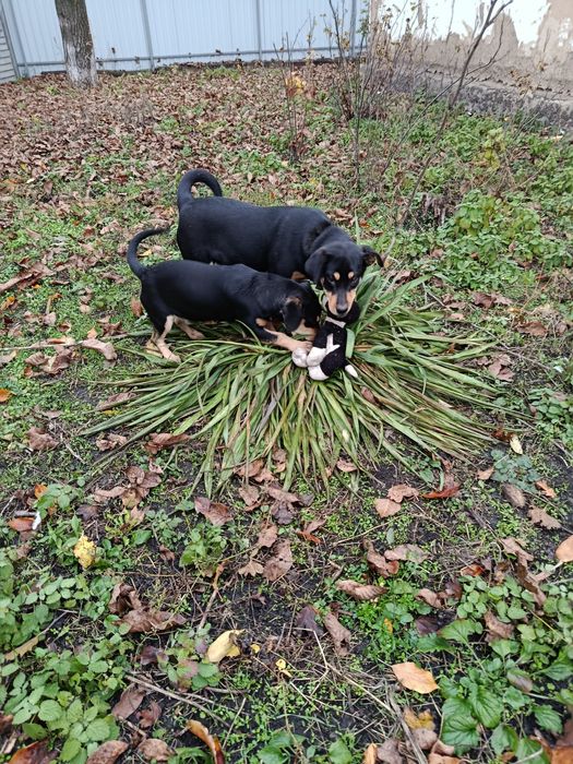Віддам в хороші руки.