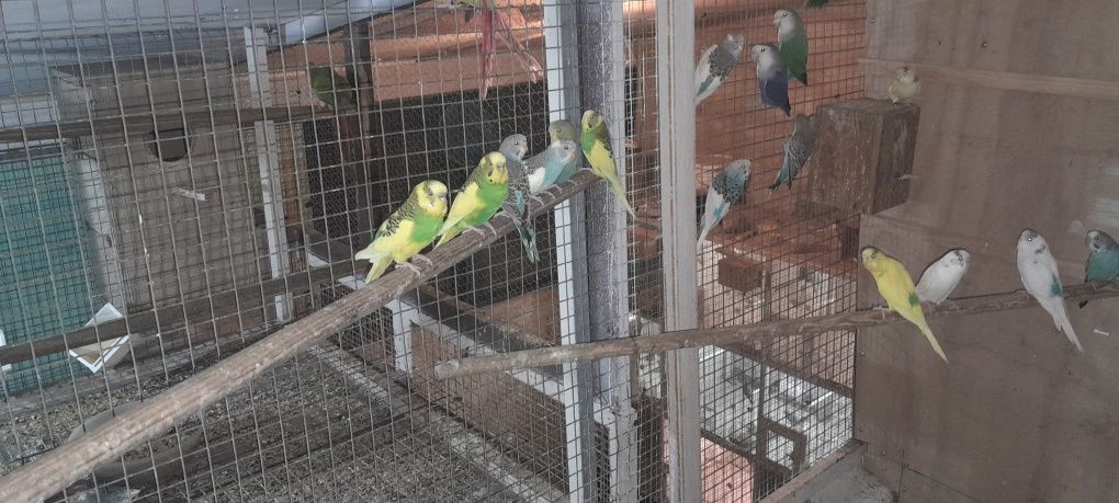 Cedência de periquitos australianos