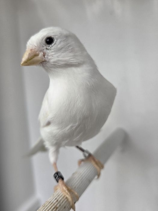 Kanarek miniatura hiszpańska,para,2025r.kanarki