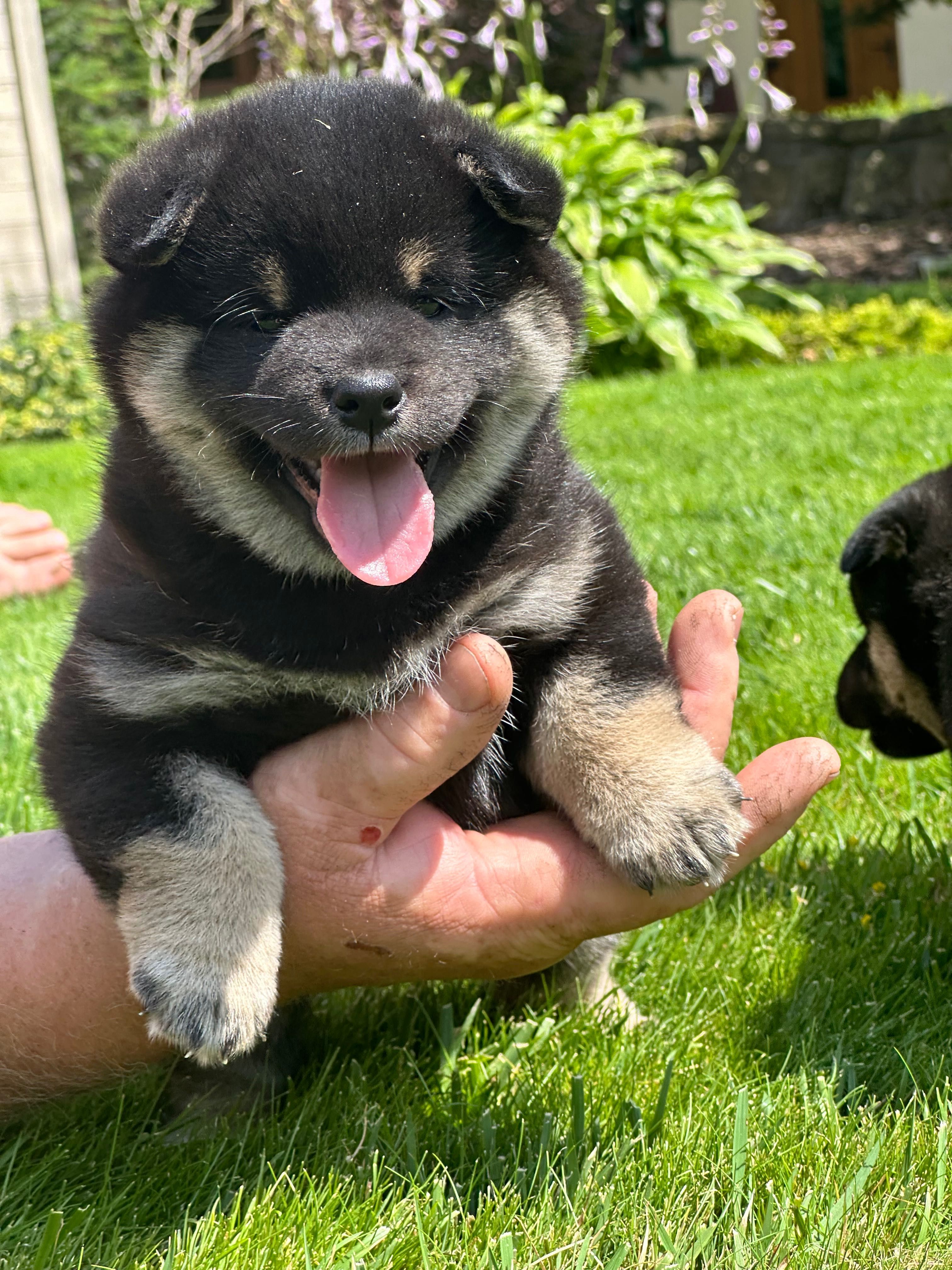 Piesek Shiba inu ZKwP FCI