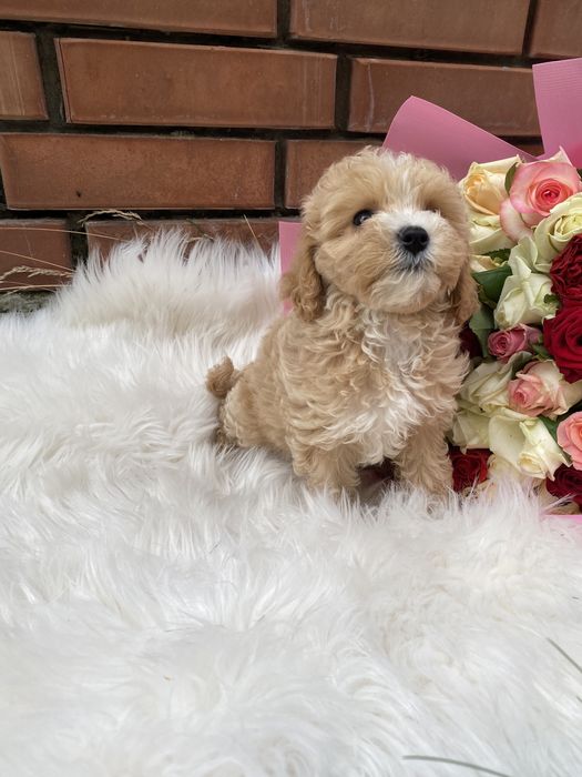 Найгарніші цуценятка мальтипу ф1