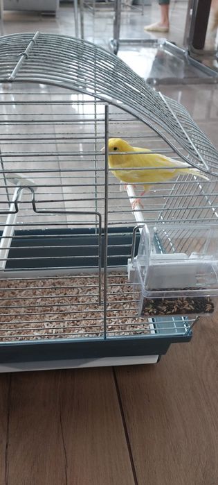 Kanarek śpiewający z klatką