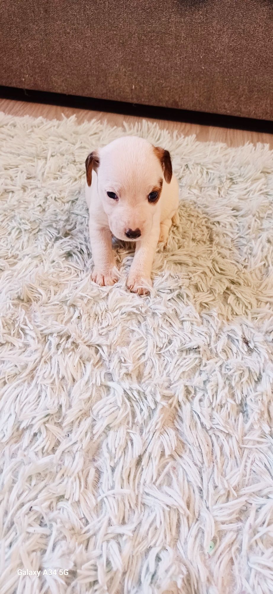 Suczka Jack Russell Terier