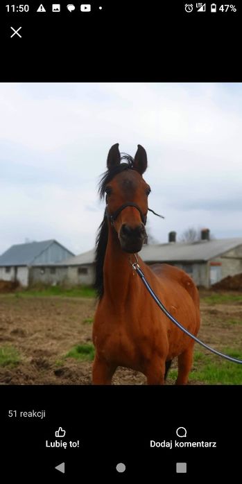 Sprzedam starszą klacz Arabską źrebna