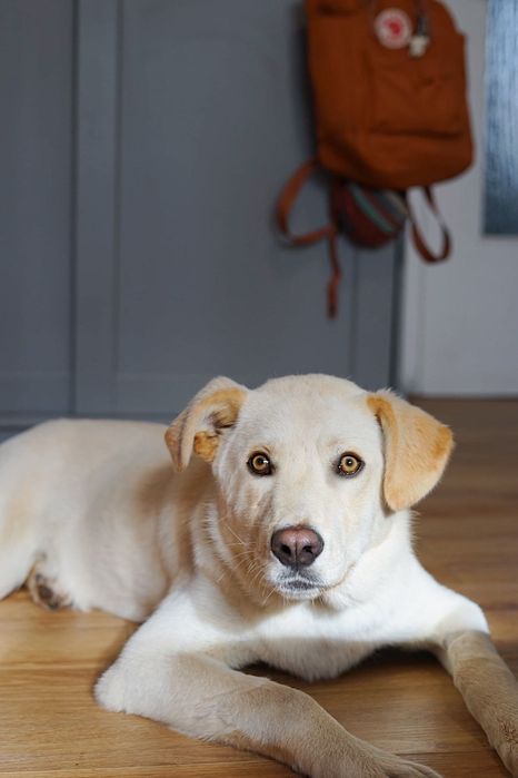 Cudowny Aki szuka domu