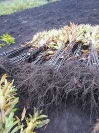 Castanheiros bravos para plantação