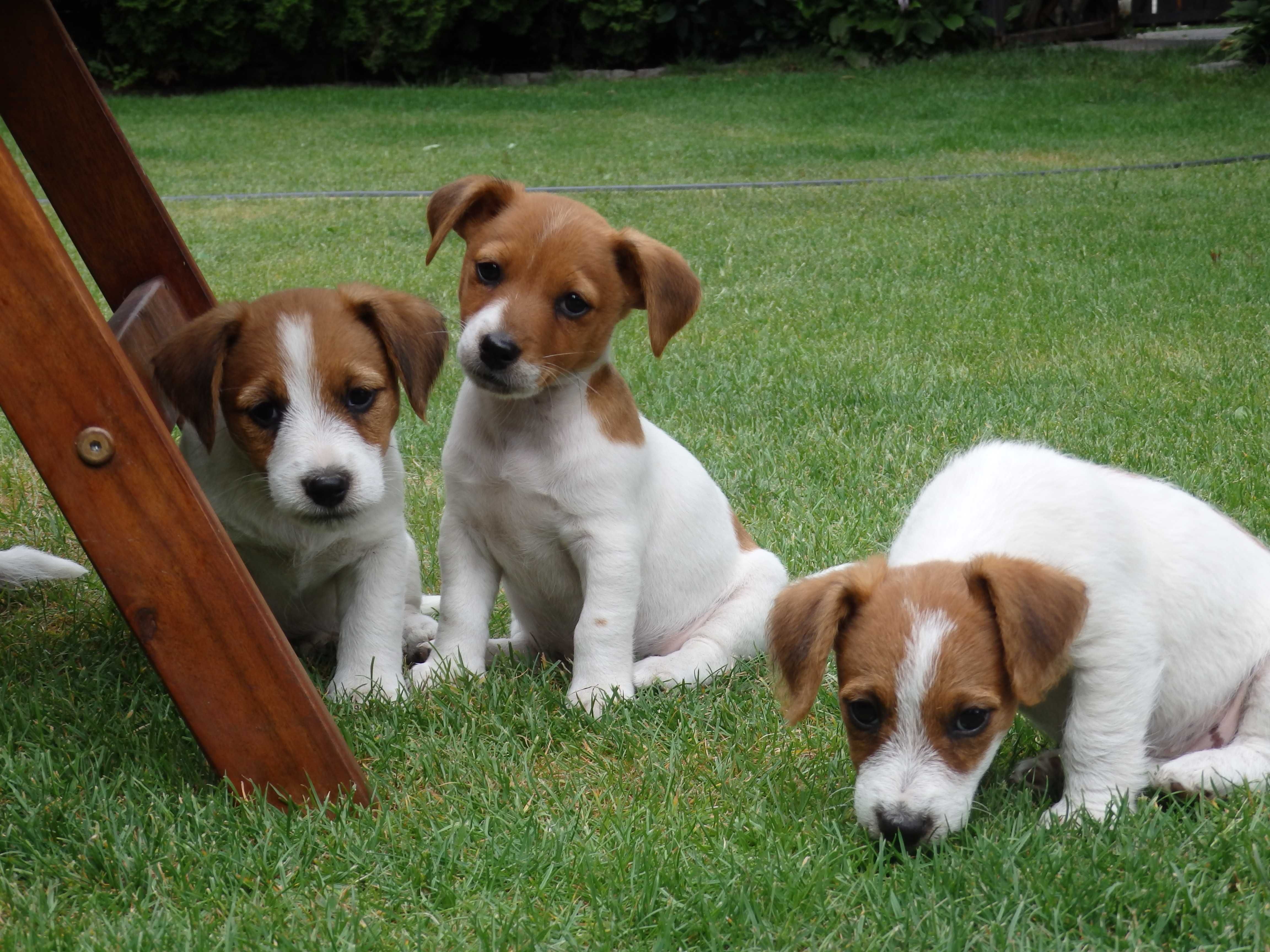 Jack Russell Terrier piesek od #Smartie Jacks # rodzice ZKwP/ FCI