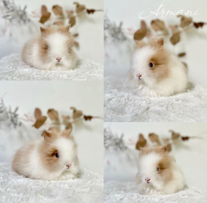 Króliczki Gotowe do odbioru Rasy Mini Lop,Karzełek Teddy, niderlandzki