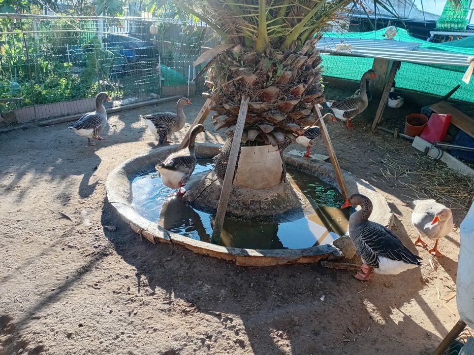 Vendo patos e gansos