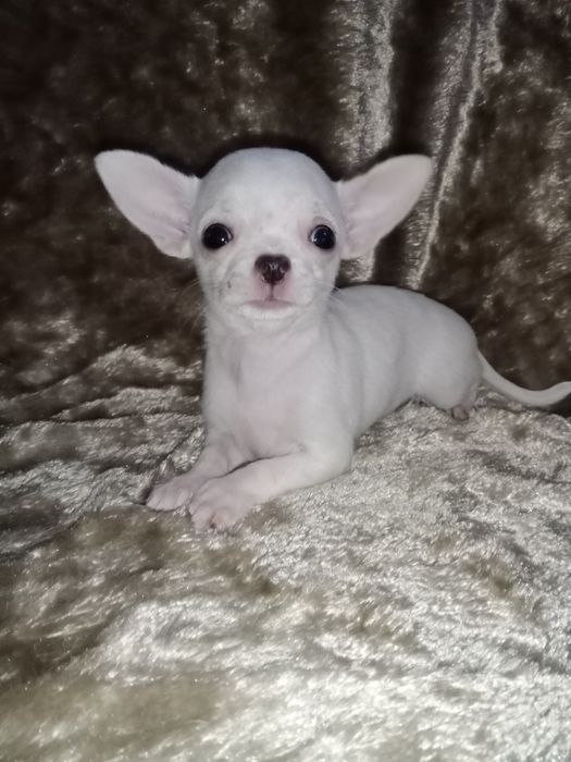 Міні дівчинка чихуахуа