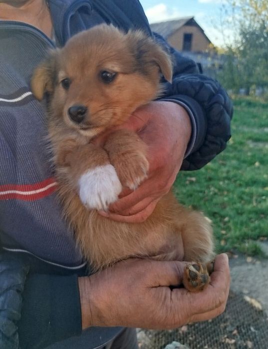 Дівчинка шукає родину!