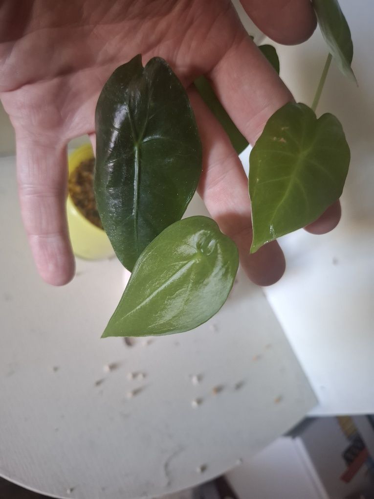 Alokazja alocasia trzy maluchy