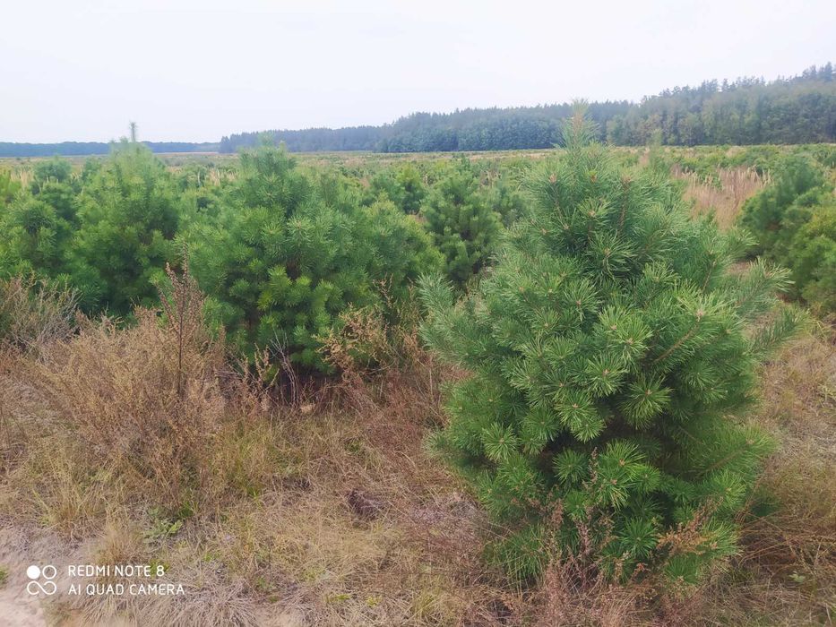 Новорічні сосни, різдвяні дерева