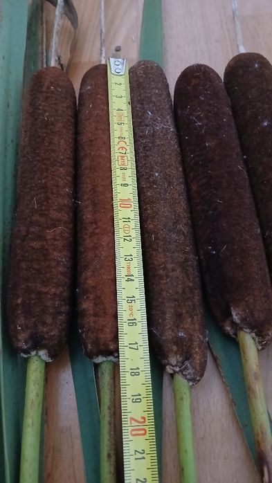 Pałka wodna do dekoracji