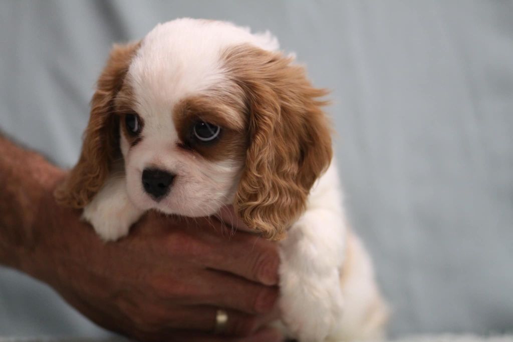 ***Cavalier King Charles spaniel**