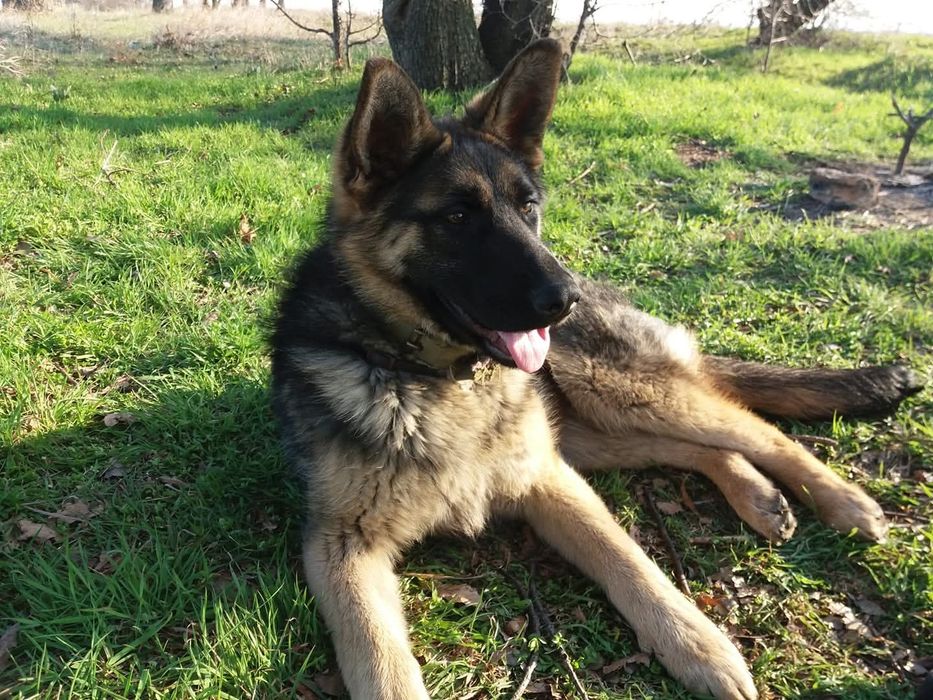 Отдам німецьку вівчарку