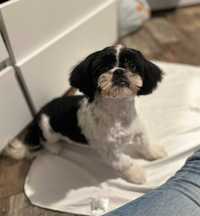 Shih tzu piesek sprzedam