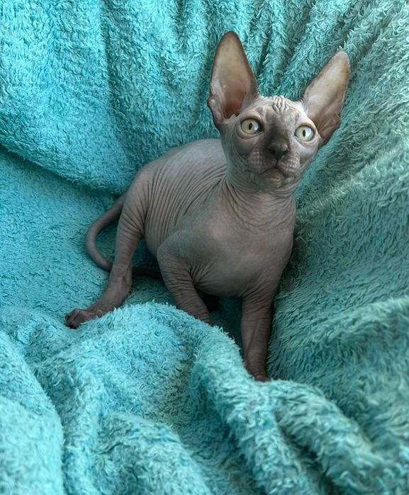 Харлі та Хілтон Дорослі хлопчики породи Канадський сфінкс