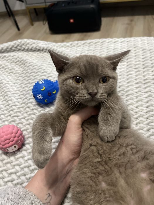 Kocurek brytyjski liliowy GOTOWY NA ODBIOR W KAZDEJ CHWILI