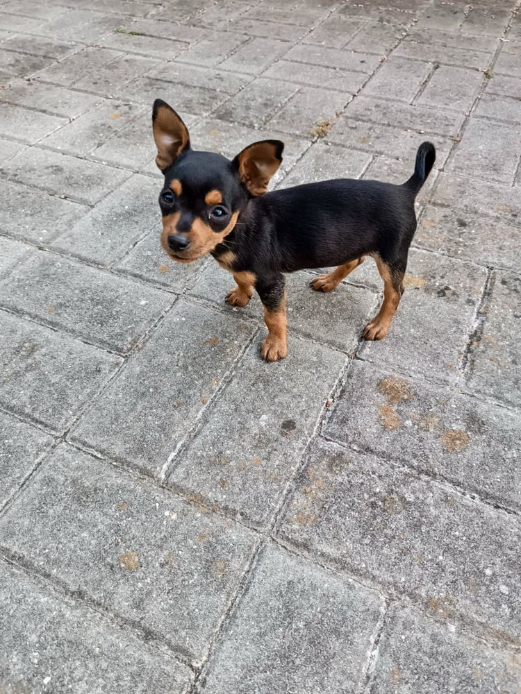 Pinscher super miniatura
