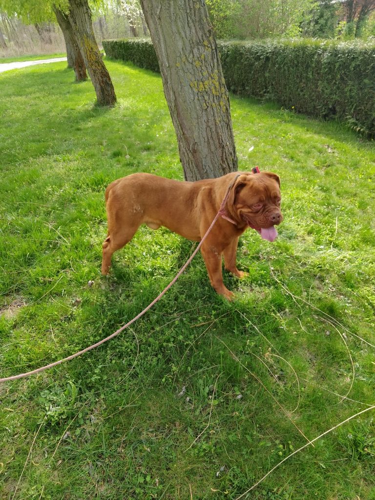 Sprzedam psa dog de bordeaux