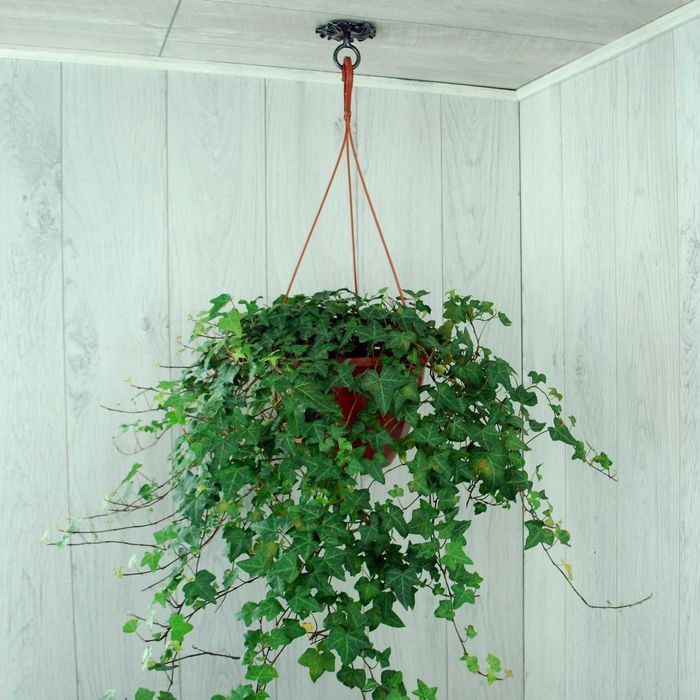 Wieszak Hak Uchwyt sufitowy kuty na doniczkę (W57)