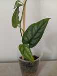 Monstera Siltepecana Variegata